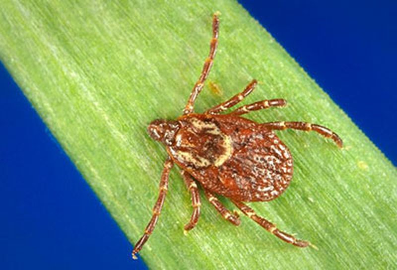 rocky mountain spotted fever case study rocky mountain spotted fever case study