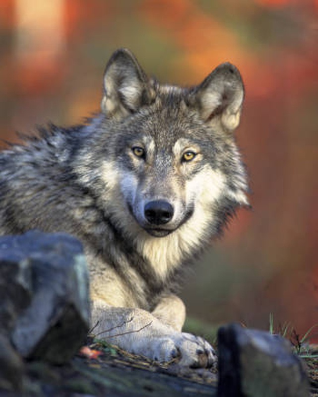 Gray Wolf
Photo: Gary Kramer / USFWS Gray Wolf
Photo: Gary Kramer / USFWS