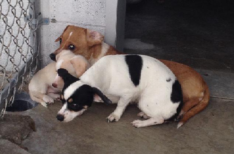 Animal Shelter Lawton Ok Assistant city manager moves Animal Shelter Lawton Ok Assistant city manager moves