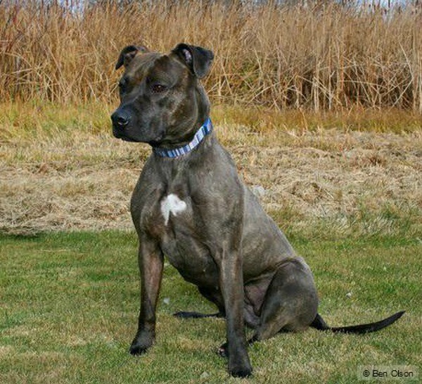 sioux falls humane society dogs sioux falls area humane society asks for pet food news kelo newstalk 1320 107 9 sioux falls humane society dogs sioux falls area humane society asks for pet food news kelo newstalk 1320 107 9