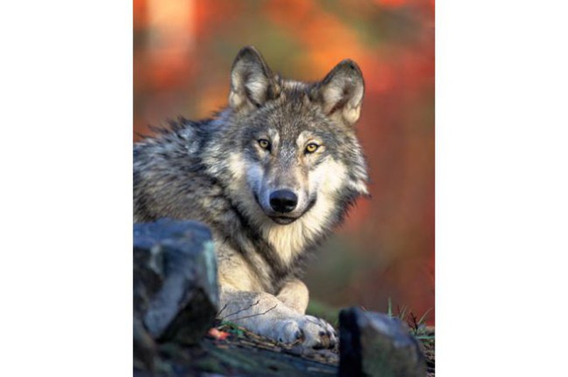 Wisconsin gray wolf. (Photo from: Wisconsin DNR/Gary Kramer).