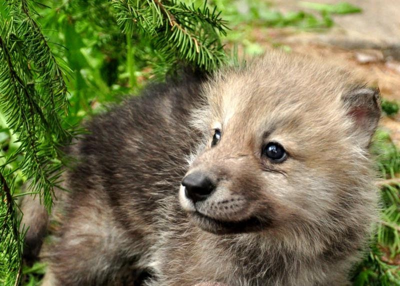 Arctic Wolf pup (photo from International Wolf Center)