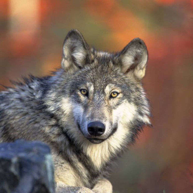 Gray Wolf 