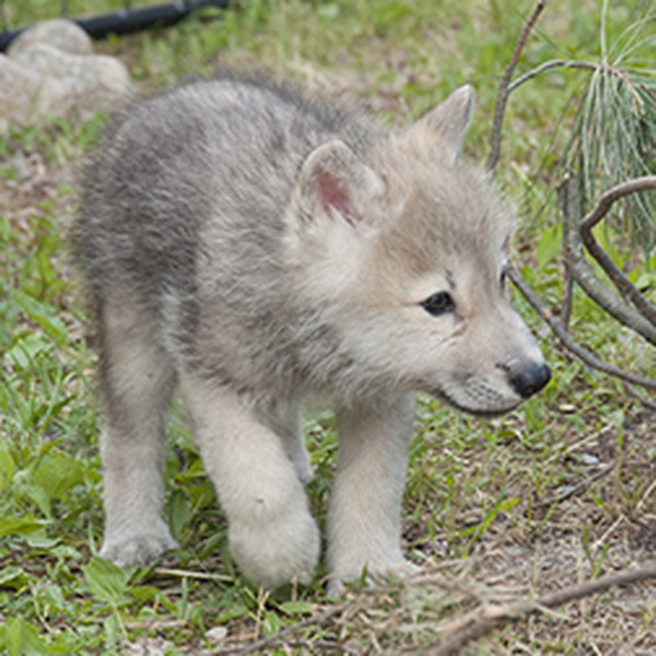 Help name Minnesota wolf pups | News | KFGO-790
 Cute Baby Arctic Wolf