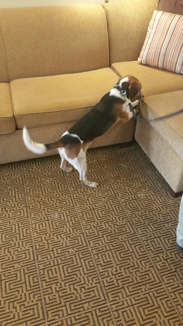 Dogs Searching For Bed Bugs Dogs Searching For Bed Bugs