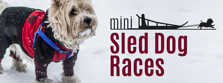 KQ Mini Sled Dog Races | 95 KQDS The Northland's #1 Radio Station | Duluth, MN