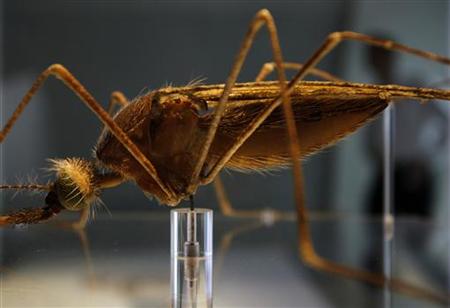 




A man walks behind a model of an Anopheles mosquito in the new Darwin Centre at the Natural History Museum, in London September 8, 2009. REUTERS/Stefan Wermuth

