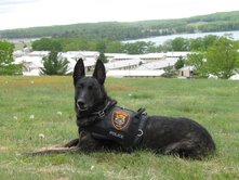 Anjia, the K-9   2000-2009 