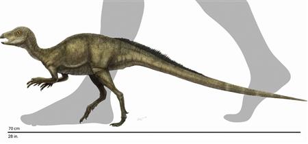 Illustration shows a reconstruction of the Fruitadens haagarorum, the smallest dinosaur ever discovered in North America, released by the Natural History Museum of Los Angeles County in Los Angeles, October 21, 2009. REUTERS/Reconstruction by Doyle Trankina, NHM Dinosaur Institute/Handout
Illustration shows a reconstruction of the Fruitadens haagarorum, the smallest dinosaur ever discovered in North America, released by the Natural History Museum of Los Angeles County in Los Angeles, October 21, 2009. REUTERS/Reconstruction by Doyle Trankina, NHM Dinosaur Institute/Handout