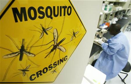
A worker dissects a mosquito at a research facility in Rockville, Maryland, October 26, 2007. REUTERS/Jim Young
