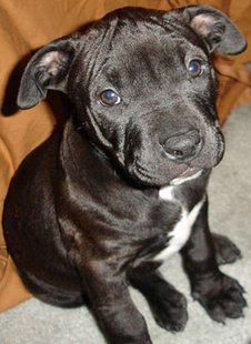 A pit bull puppy.