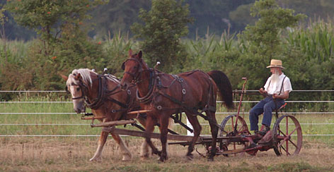 An Amish farmer in the field.