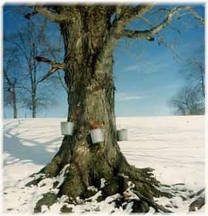 A tapped maple tree during maple sugar season.