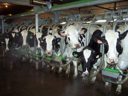 Dairy cows in a milking parlor.