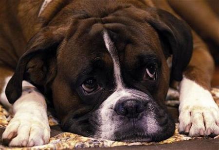 Jenson, a Boxer dog rests in his stall on the first day of the Crufts dog show in Birmingham, central England, March 11, 2010. REUTERS/Phil Noble
Jenson, a Boxer dog rests in his stall on the first day of the Crufts dog show in Birmingham, central England, March 11, 2010. REUTERS/Phil Noble