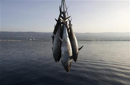 Freshly-harvested Bluefin tunas are uploaded from a "tuna farm", off the Calabrian coast in southern Italy November 20, 2009. REUTERS/Tony Gentile
Freshly-harvested Bluefin tunas are uploaded from a "tuna farm", off the Calabrian coast in southern Italy November 20, 2009. REUTERS/Tony Gentile