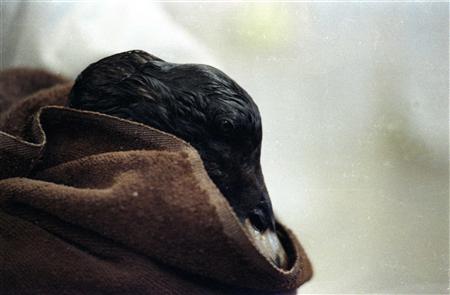 An oil soaked sea bird rests in a towel in an animal rescue center as it is covered in oil spilled from the Exxon Valdez in this March 31, 1989 file photo. A close examination of studies of the Exxon Valdez disaster and interviews with many people who took part in the cleanup offers a possible peek into what lies ahead for the Gulf Coast in the coming weeks, months, years -- and perhaps decades. REUTERS/Mike Blake/Files
An oil soaked sea bird rests in a towel in an animal rescue center as it is covered in oil spilled from the Exxon Valdez in this March 31, 1989 file photo. A close examination of studies of the Exxon Valdez disaster and interviews with many people who took part in the cleanup offers a possible peek into what lies ahead for the Gulf Coast in the coming weeks, months, years -- and perhaps decades. REUTERS/Mike Blake/Files