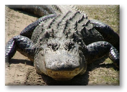 Alligator. Alligator.