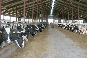 Dairy Industry photo (courtesy of townnews.com)