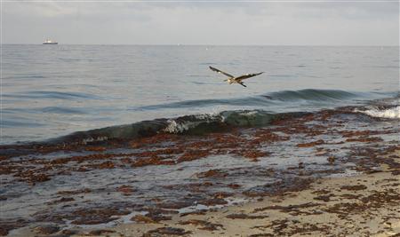 A bird flies above oil seen on the surf and the shore in Gulf Shores, Alabama June 12, 2010. REUTERS/ Lyle W. Ratliff
A bird flies above oil seen on the surf and the shore in Gulf Shores, Alabama June 12, 2010. REUTERS/ Lyle W. Ratliff