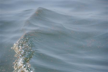 Oil on the surface of the water crests over a wave five miles south from Perdido Key, Florida, June 18, 2010. REUTERS/Walter Shinn/U.S. Coast Guard/Handout
Oil on the surface of the water crests over a wave five miles south from Perdido Key, Florida, June 18, 2010. REUTERS/Walter Shinn/U.S. Coast Guard/Handout