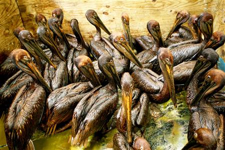 Oil-covered pelicans sit in a pen waiting to be cleaned at a rescue center facility set up by the International Bird Rescue Research Center in Fort Jackson, Louisiana June 7, 2010. Guessing BP's ultimate liability for the worst oil spill in U.S. history has become something of a parlor game on both sides of the Atlantic. The company said on June 28 it had spent $2.65 billion so far on its response effort. With the first of two relief wells not e
Oil-covered pelicans sit in a pen waiting to be cleaned at a rescue center facility set up by the International Bird Rescue Research Center in Fort Jackson, Louisiana June 7, 2010. Guessing BP's ultimate liability for the worst oil spill in U.S. history has become something of a parlor game on both sides of the Atlantic. The company said on June 28 it had spent $2.65 billion so far on its response effort. With the first of two relief wells not e