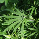 Marijuana plant