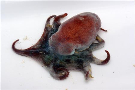 
A Megaleledone selebos, one of the four new species of octopuses that researchers have discovered in Antarctica that come replete with anti-freeze venom, in an undated photo. REUTERS/University of Melbourne/Handout
