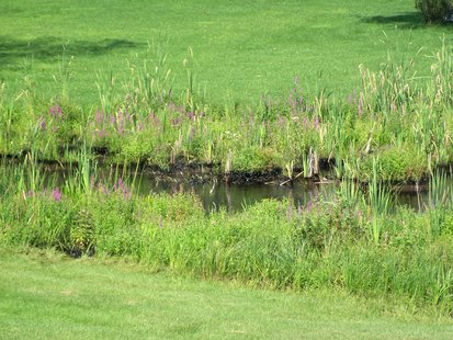 Oil Spill in Marshall