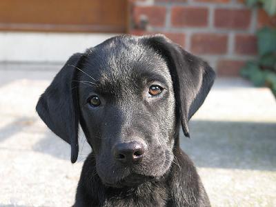 A Labrador retriever puppy.