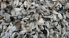 Zebra mussels