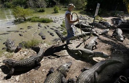 
Bob Freer of Everglades Alligator Farm in Homestead, Florida, walks through a group of American alligators as they wait for feeding, October 2, 2006. REUTERS/Hans Deryk
