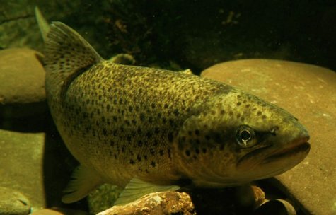 A brown trout underwater.