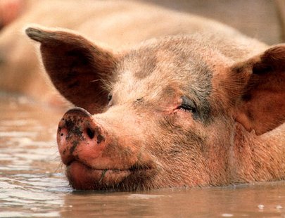 Pig in mud.