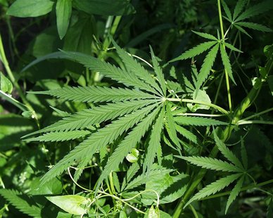 Marijuana plant Marijuana plant