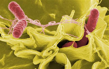 Salmonella bacteria (red) in an undated color-enhanced scanning electron micrograph. REUTERS/Rocky Mountain Laboratories/NIAID/NIH
Salmonella bacteria (red) in an undated color-enhanced scanning electron micrograph. REUTERS/Rocky Mountain Laboratories/NIAID/NIH
