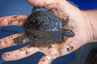 Oil Covered Turtle picture courtesy of EPA