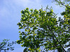 Tree Can't Be Saved