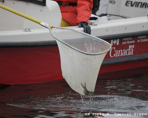 A crew member pulls a fish from the Chicago Sanitary and Ship Canal as they search for Asian carp Thursday, Dec. 3, 2009 in Lockport, Ill. (AP Photo/M. Spencer Green)
