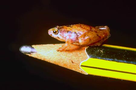 
A new species of mini frog, named Microhyla nepenthicola, is seen on a tip of a pencil. Scientists have discovered a frog the size of a pea, the smallest found in Asia, Africa or Europe, on the Southeast Asian island of Borneo. REUTERS/Dr Indraneil Das/Institute of Biodiversity and Environmental Conservation/Handout
