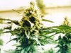 Marijuana Plant Strain