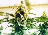 Marijuana Plant Strain