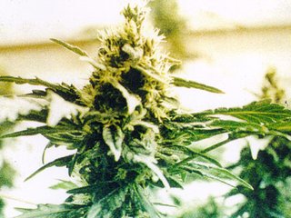 Marijuana Plant Strain