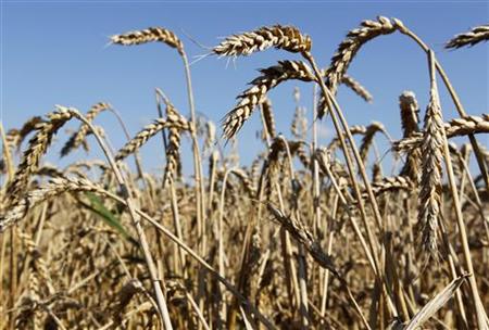 
Ripened ears of wheat are seen in the field near the village of Znamenka, some 30 km (19 miles) northeast of Minsk, August 11, 2010. REUTERS/Vasily Fedosenko
