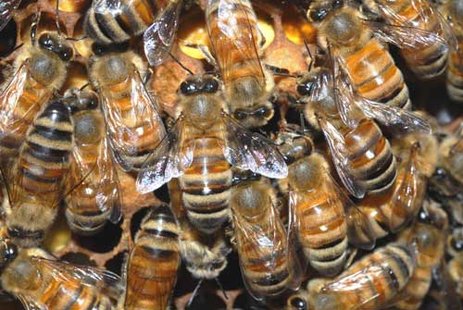 Bees. Bees.