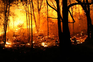 A wildfire at night in a wooded area.