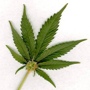 A marijuana leaf