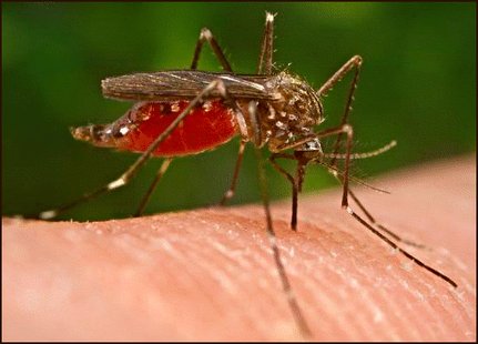 A mosquitoe