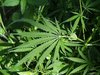 Marijuana plant