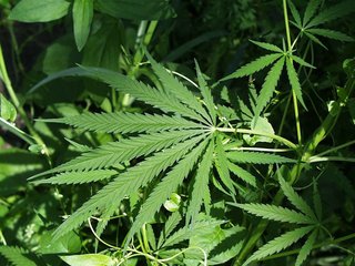 Marijuana plant